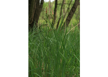 Sumpf-Segge (Carex acutiformis) - © Emanuel Trummer